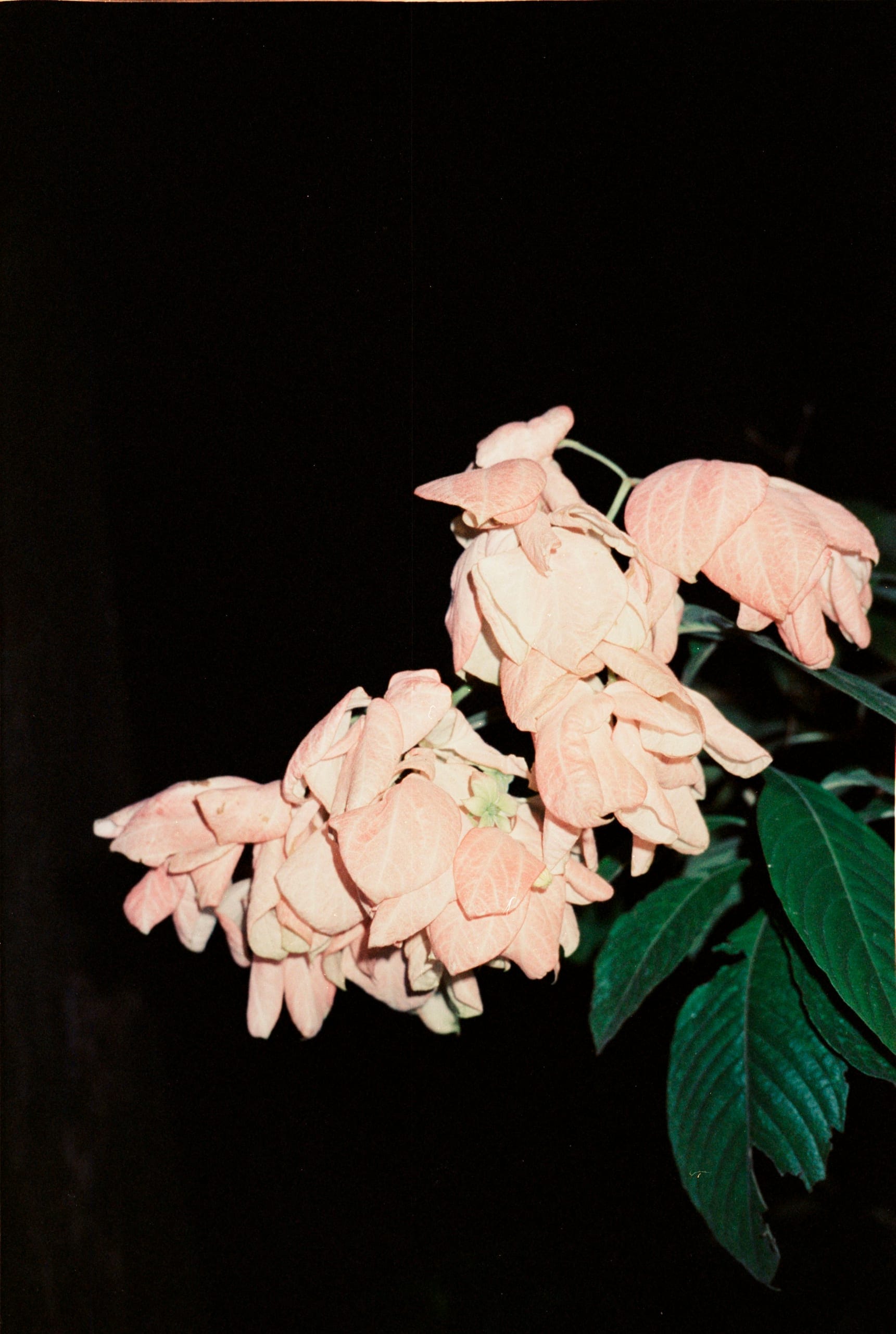 Starix Luo — pink flowers on black