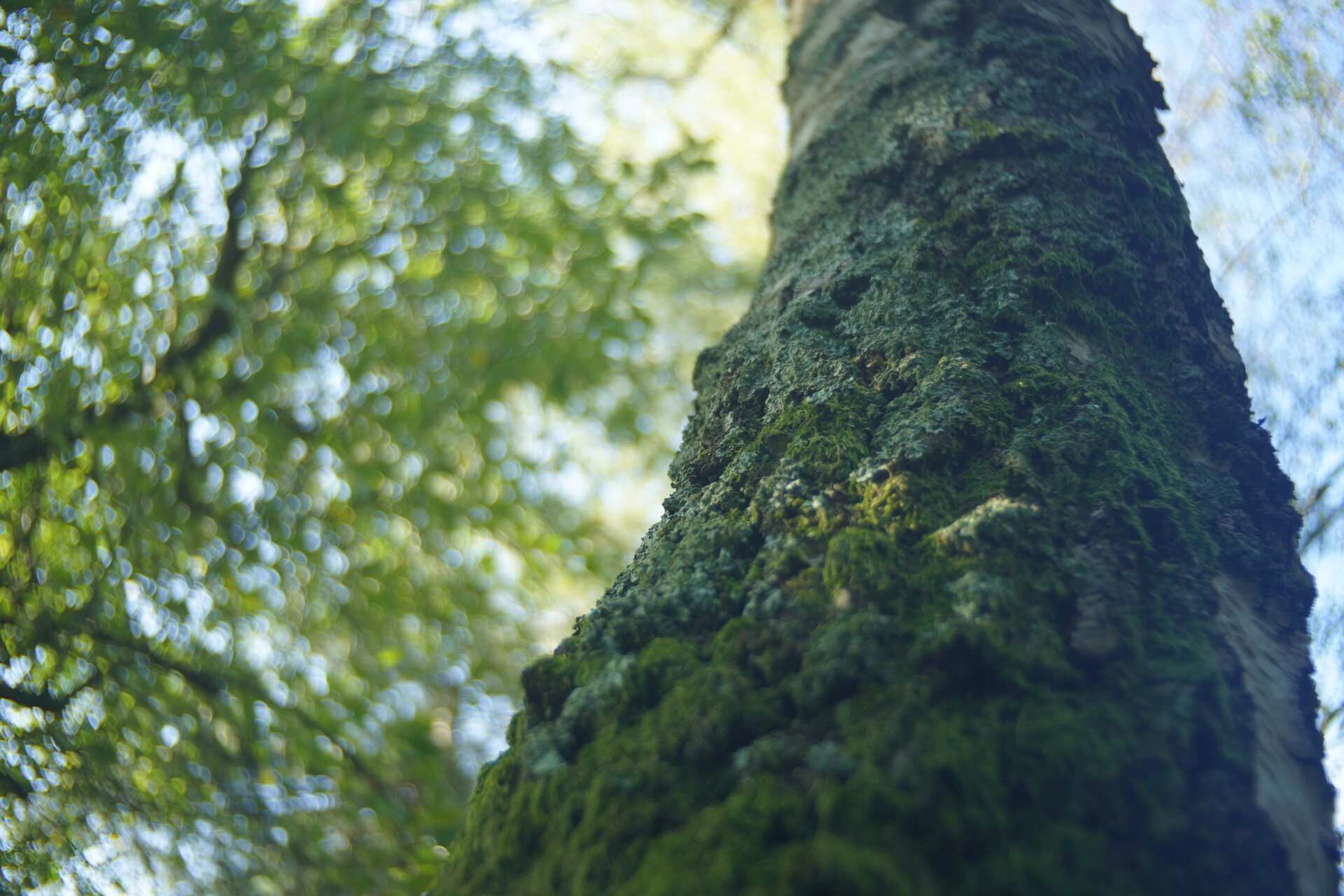 Mossy trunk — glow and swirly bokeh