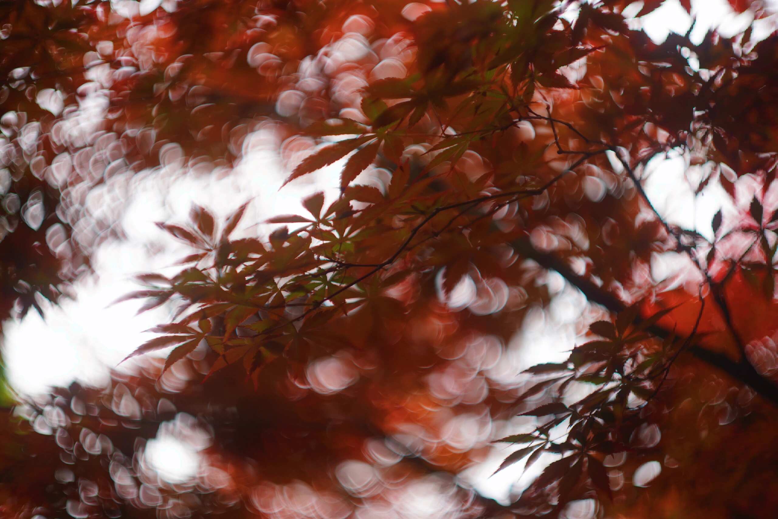Wide open — maple leaves in haze and swirl