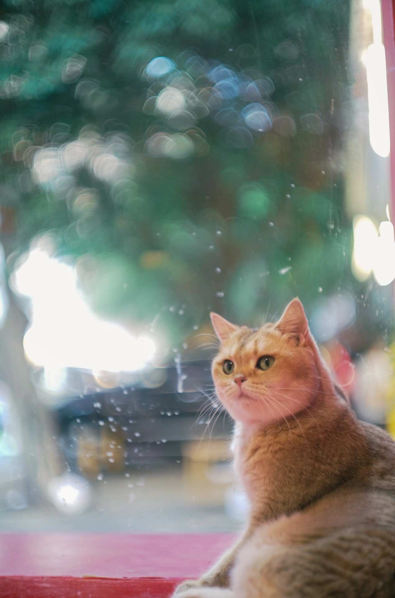 Cat behind glass — soap-bubble bokeh edges